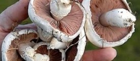 PinkMushrooms