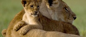 cub-leaning-over-mother