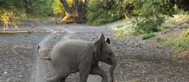 elephent