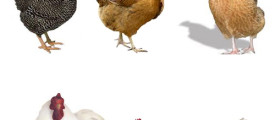 kolikal