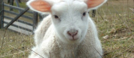 lamm