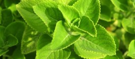 ntamil-news-mint