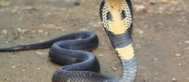 snake