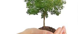 tamil-news-tree