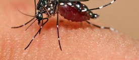 Aedes_aegypti_feeding