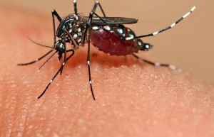 Aedes_aegypti_feeding