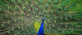 Peacock