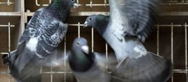 dove